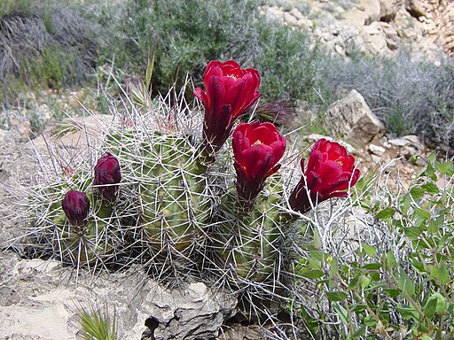 Echinocereus mojavensis (4667242270)