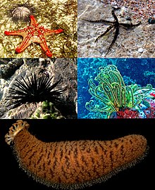 Echinoderm collage.jpg