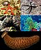 Echinoderm collage.jpg