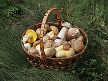 Edible mushrooms in a basket. Edible fungi in basket 2012 G1.jpg