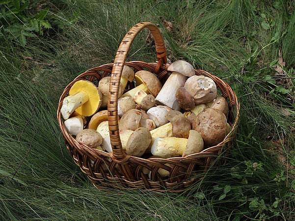 图为一篮子采摘得来的食用菌，当中包括有美味牛肝菌（Boletus edulis）、网状牛肝菌（Boletus reticulatus）和黄褐牛肝菌（Boletus impolitus）。这是一次野生蘑菇采收的成果。摄于乌克兰。