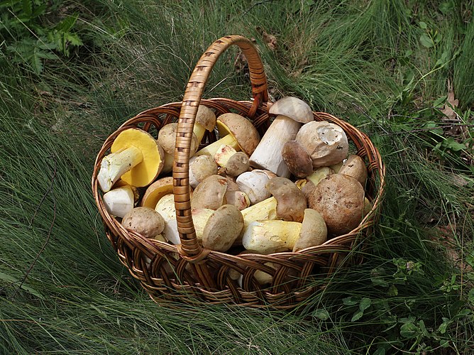 Белые грибы (Boletus edulis) и боровики жёлтые (Boletus junquilleus), собранные в лесу