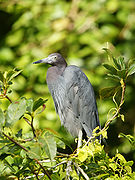 A kék gém (Egretta caerulea) mindkét lejtő (Tempisque, Tortuguero) síkvidékein gyakori vonuló faj és téli lakó.  Tortugueroban fotózták.