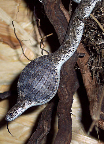 African egg-eating snake eating an egg