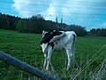 Eine weidene Kuh, nördlich von Wilthen,JPG.JPG