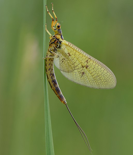 File:Eintagsfliege, Ephemeroptera (cropped).JPG