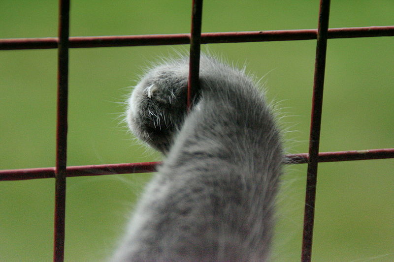 File:Eirik Newth-A cats paw-01.jpg