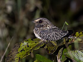 Curiango-do-banhado en Uberaba, Minas Gerais, Brasil.