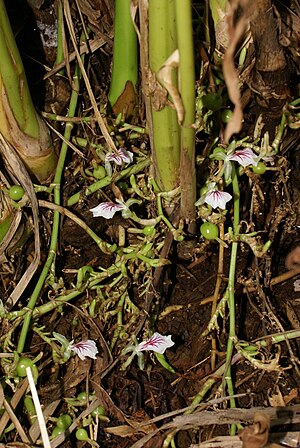 Elettaria cardamomum flowers 3.jpg