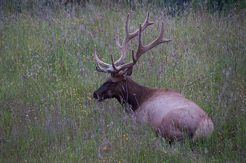 File:Elk in the evening (5873639448).jpg