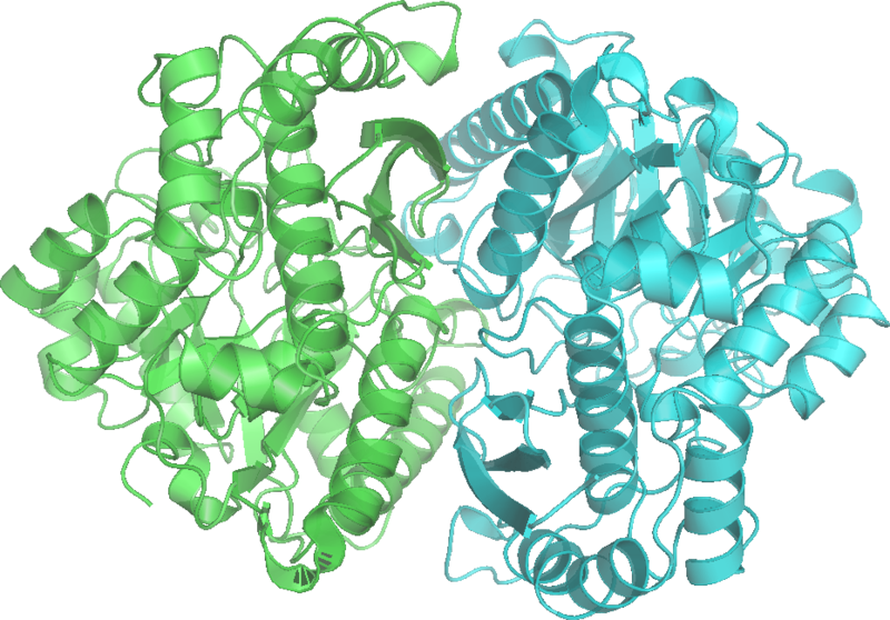 File:Enolase 2ONE wpmp.png