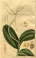 Epidendrum nocturnum plate 3298 in: Curtis's Bot. Magazine (Orchidaceae), vol. 61, (1834)