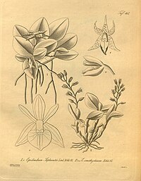 I: 1. Epidendrum sophronitis II: 2, 3. Epidendrum amethystinum