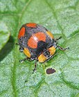 Henosepilachna guttatopustulata, a herbivore, feeding on a potato leaf