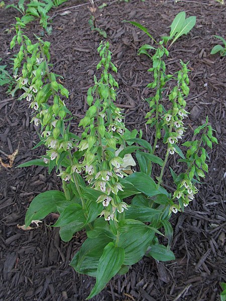 Epipactis helleborine