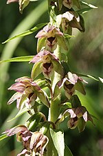 Miniatura para Epipactis helleborine ssp. distans