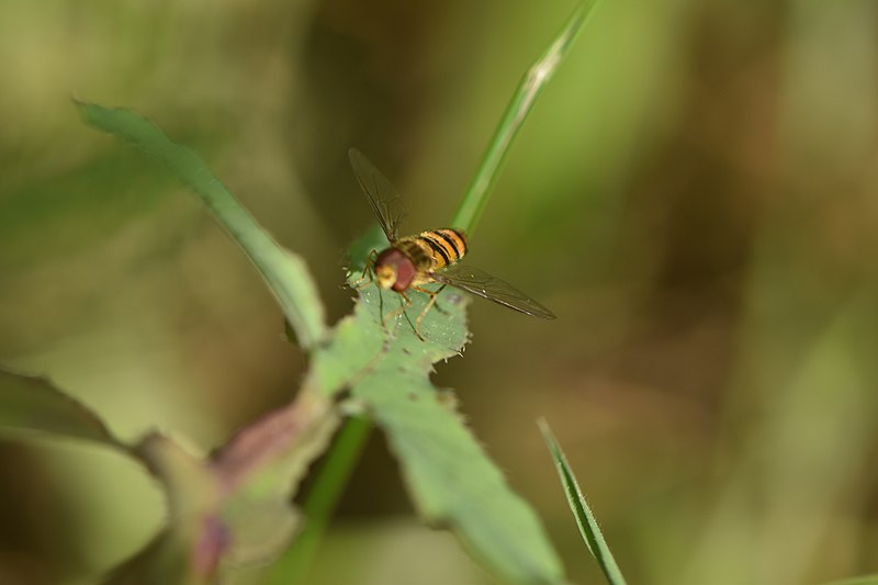 File:Episyrphus balteatus 20-03-05 02 (49637952596).jpg