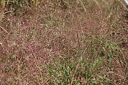 Eragrostis spectabilis 4zz.jpg