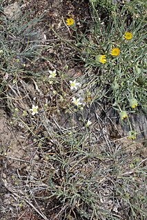 <i>Arenaria congesta</i> Species of flowering plants within the family Caryophyllaceae