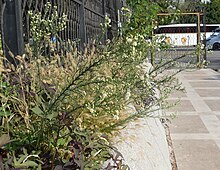 Erigeron bonariensis from Antalya by D Merrick 04.jpg