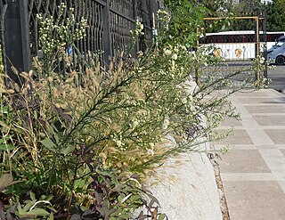 <i>Erigeron bonariensis</i> Species of flowering plant in the daisy family Asteraceae