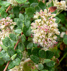 Eriogonum parvifolium 3.jpg