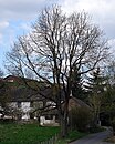 Natural monument ash in Neuhof