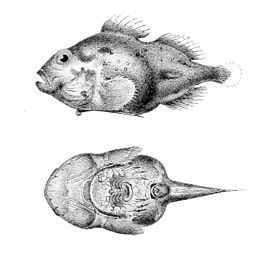 Eumicrotremus gyrinops