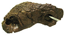 Crâne d'Euoplocephalus, un Ankylosauridae.