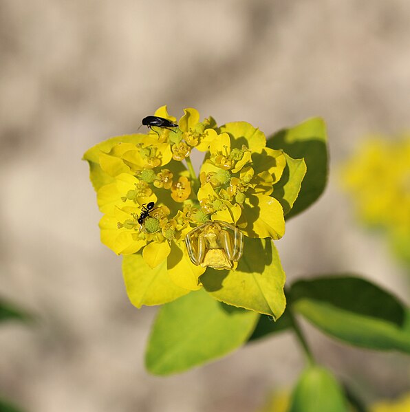 File:Euphorbia verrucosa flower (31).jpg