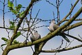Eurasian collared dove (Streptopelia decaocto) 38.jpg