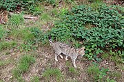 Deutsch: Europäische Wildkatze im Tierpark Suhl