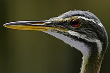 Head Eurypyga helias -Tulsa Zoo -USA-8a.jpg