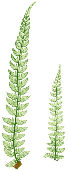 File:FBI-13-A Polystichum angulare subtripinnatum.png