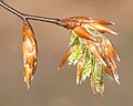 Thumbnail for File:Fagus grandifolia (American Beech) (26532119931).jpg