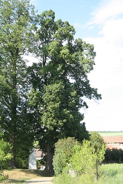 Soubor:Famous tree Lípy u Božích muk in Lhánice, Třebíč District.jpg