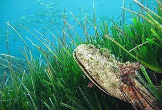 Seagrass Meadows on the Ocean Floor