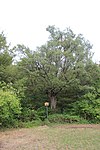 Field maple in the Wällischhofwald