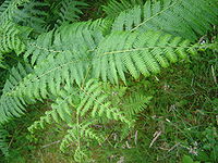 Fern plant