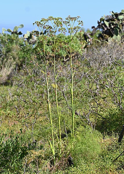 File:Ferula communis subsp. linkii kz03.jpg