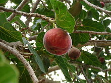 Ficus sycomorus 0001.jpg