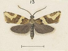 Fig 13 MA I437625 TePapa Plate-XXVI-The-butterflies full (cropped).jpg