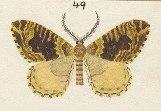 Illustration of male A. prasinias by George Hudson. Fig 49 MA I437612 TePapa Plate-XIII-The-butterflies full (cropped).jpg