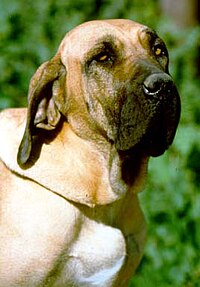 Plakat Mastif brazylijski Fila Brasileiro lub w parku psa na wymiar •  młody, brązowy, charakter •