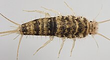 Firebrat (Thermobia domestica).jpg