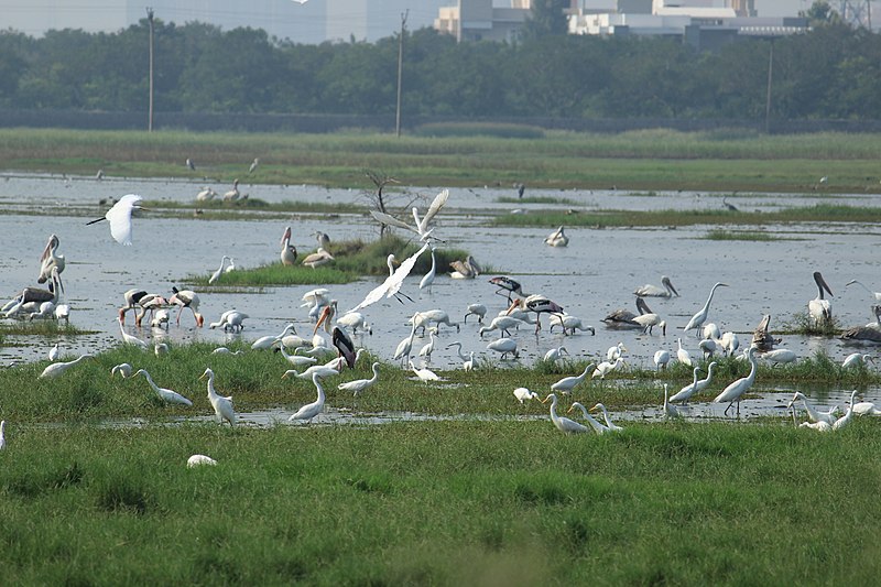 File:Fishing of different species of birds in Marshland Pallikaranai.jpg