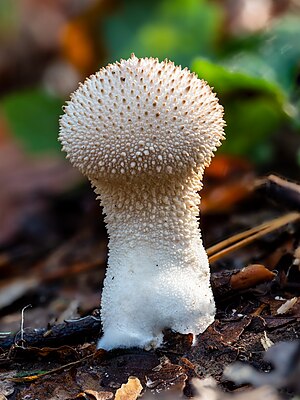 pear-shaped puffball or stump puffball (Lycoperdon pyriforme).Focus stack of 16 images.