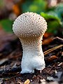 40 Bruderwald Birnen-Stäubling (Lycoperdon pyriforme)-RM-20191014-01 uploaded by Ermell, nominated by Ermell