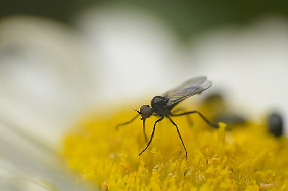 Fliege auf einer Margerite