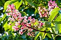 Blüte der Aesculus indica }}